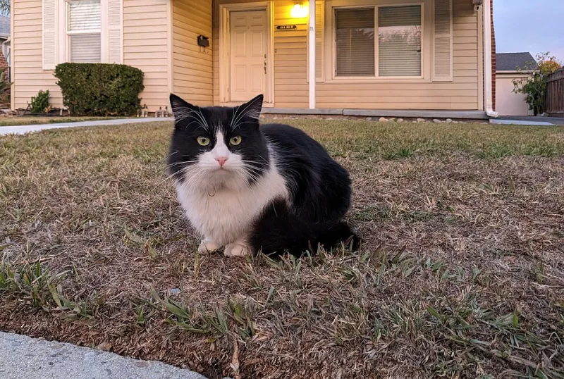 Meow Famous: The Streaming Pets That Accidentally Became Internet Celebrities